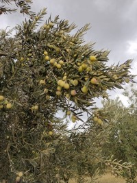 Virgin olive oil